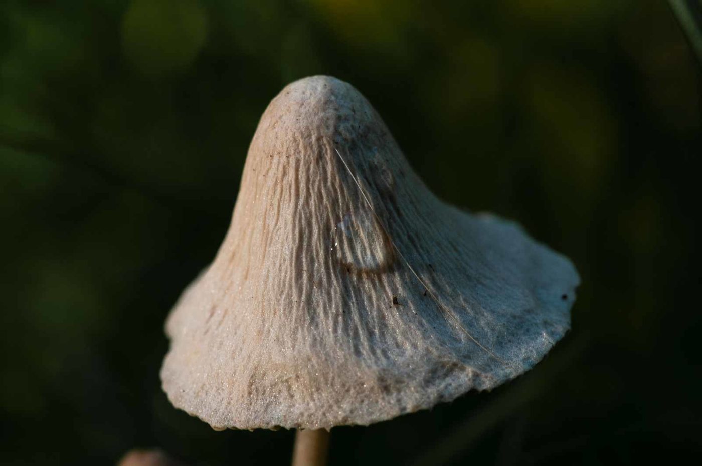 2018-10-10 - NSG Resser Wald und Emscherbruch