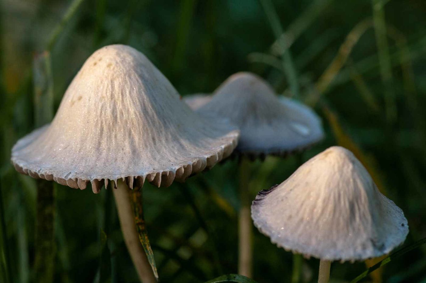 2018-10-10 - NSG Resser Wald und Emscherbruch