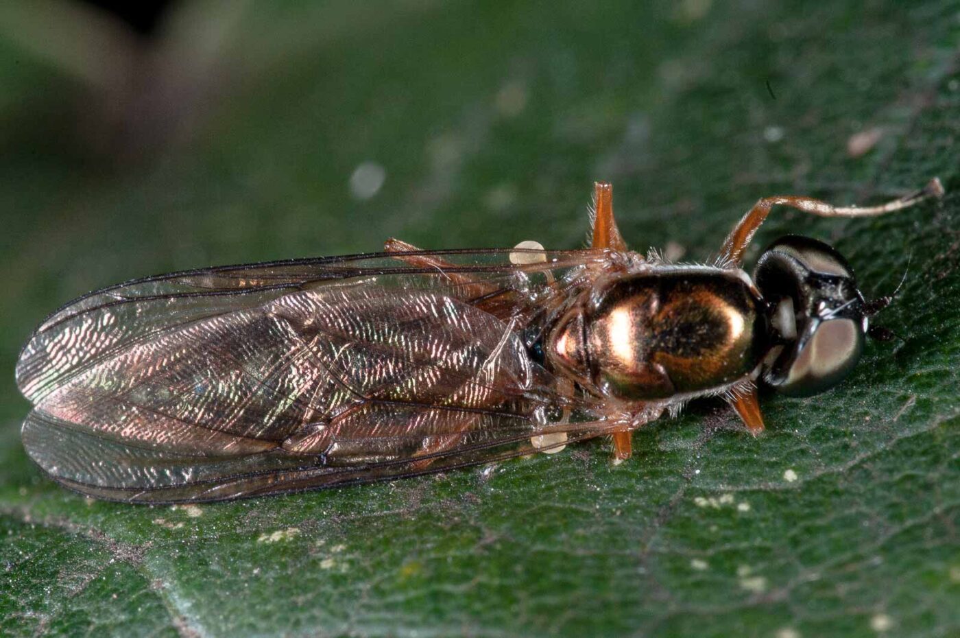 2018-10-10 - NSG Resser Wald und Emscherbruch