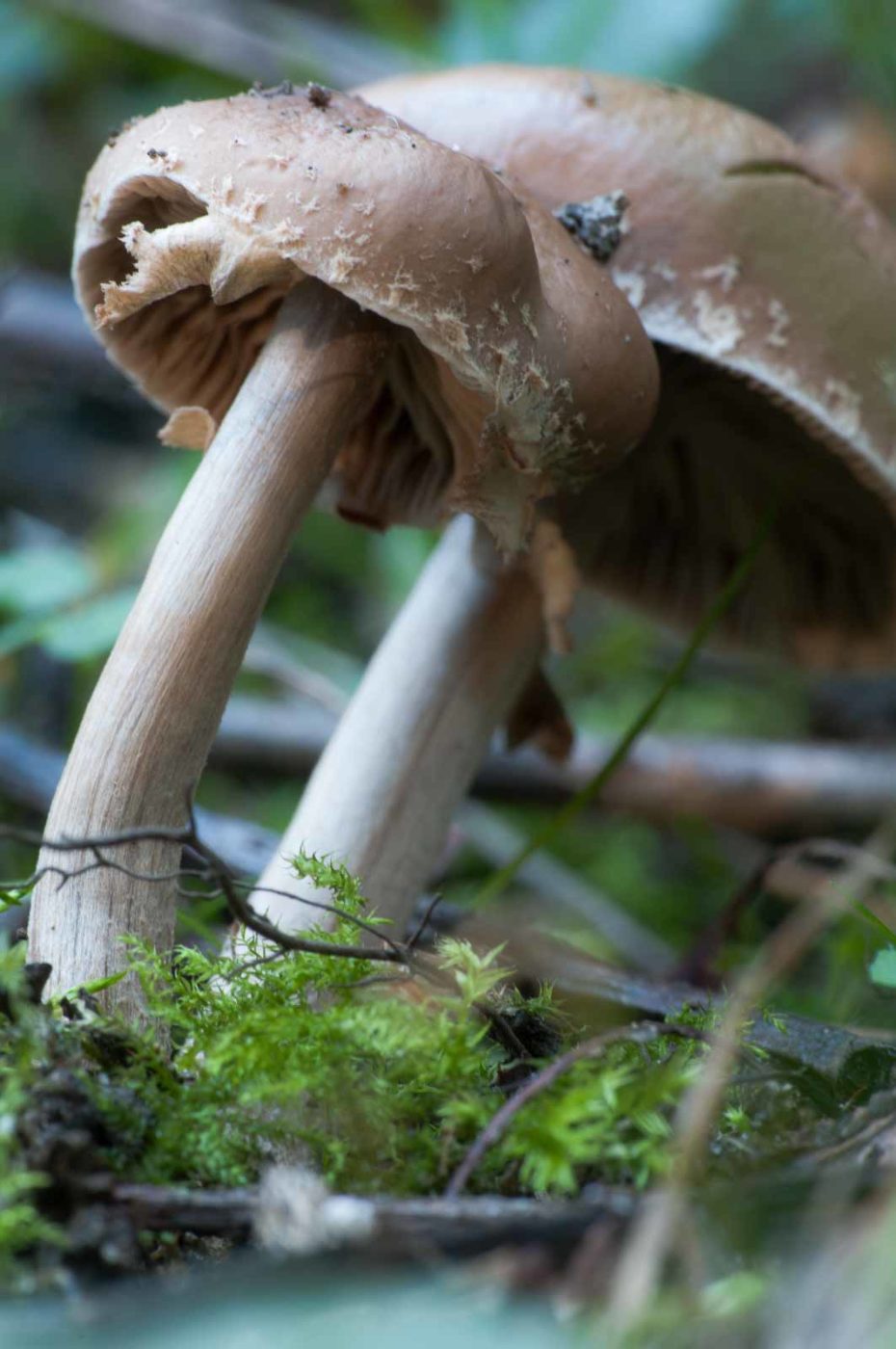 2018-10-10 - NSG Resser Wald und Emscherbruch