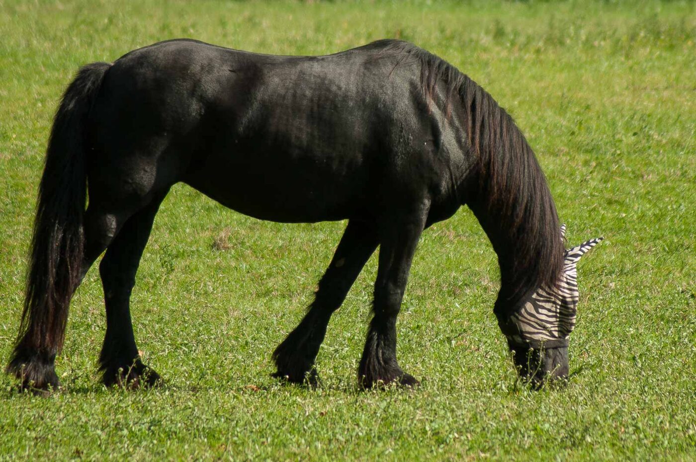 2018-10-11 - NSG Brandheide Recklinghausen