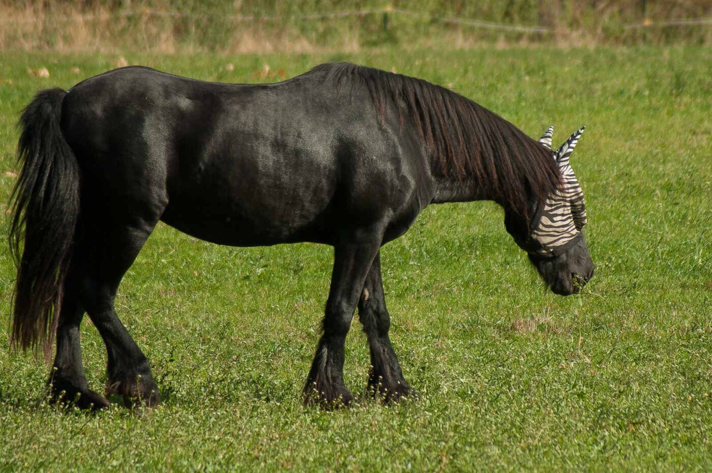 2018-10-11 - NSG Brandheide Recklinghausen