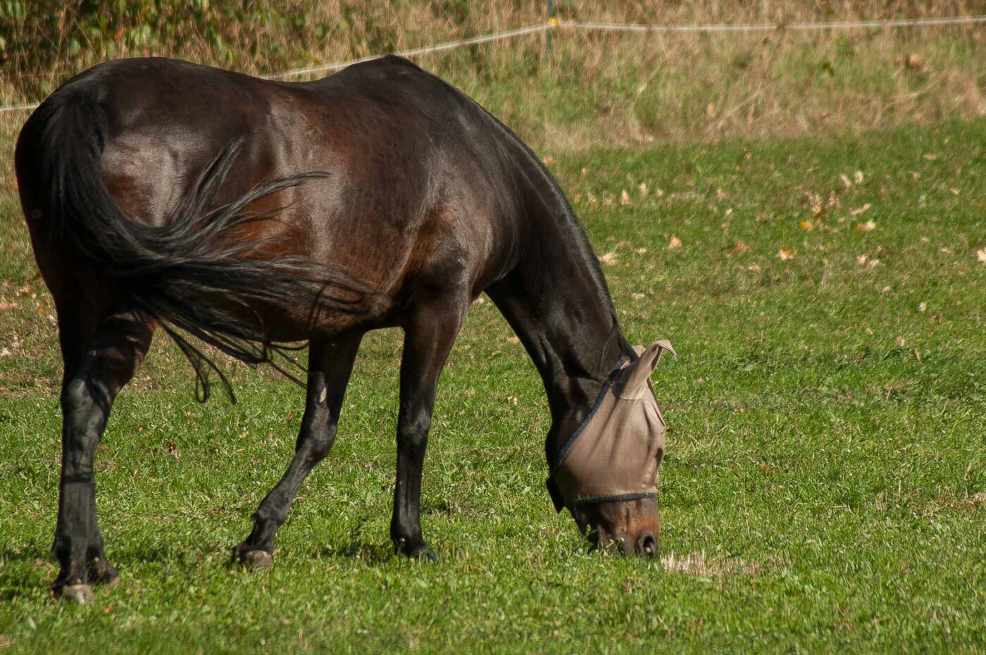 2018-10-11 - NSG Brandheide Recklinghausen