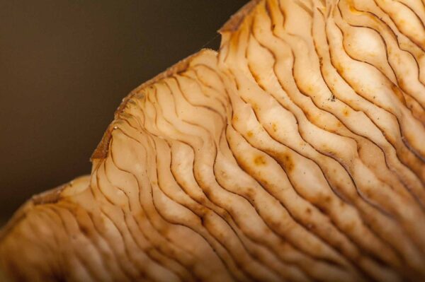 2018-10-11 - NSG Brandheide Recklinghausen