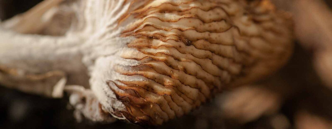 2018-10-11 - NSG Brandheide Recklinghausen