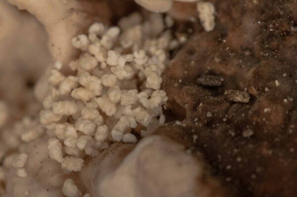 2018-10-11 - NSG Brandheide Recklinghausen