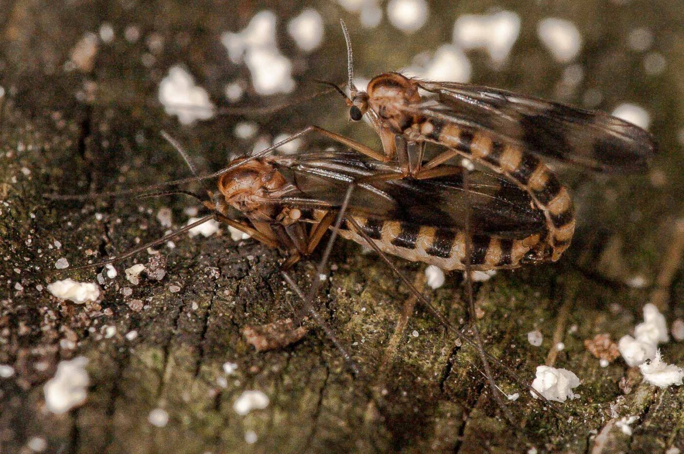 2018-10-11 - NSG Brandheide Recklinghausen