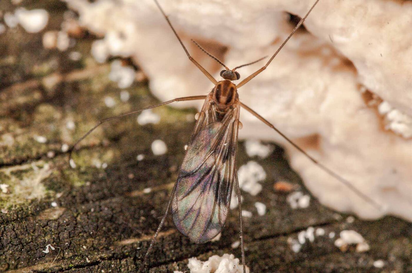 2018-10-11 - NSG Brandheide Recklinghausen