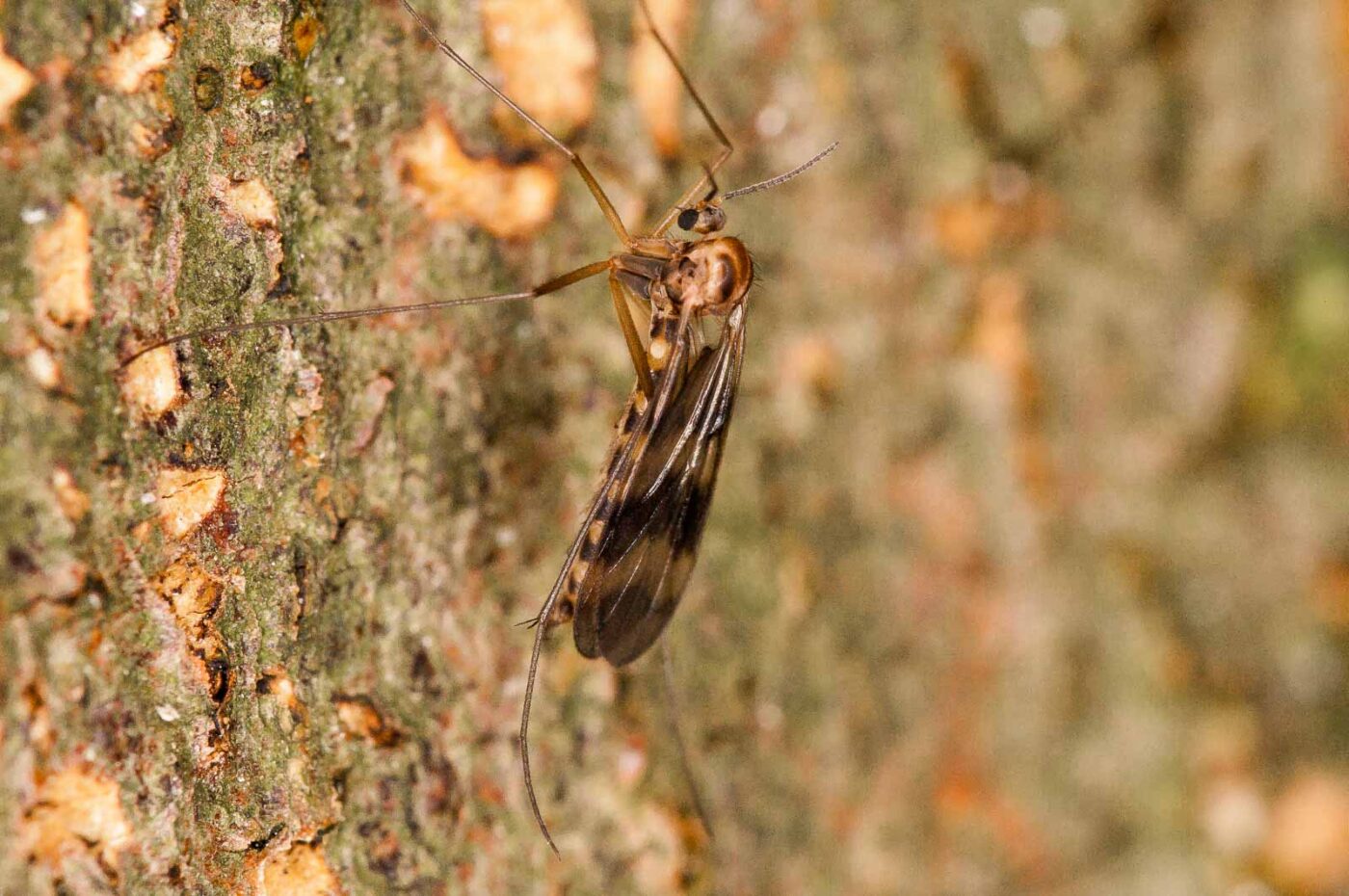 2018-10-11 - NSG Brandheide Recklinghausen