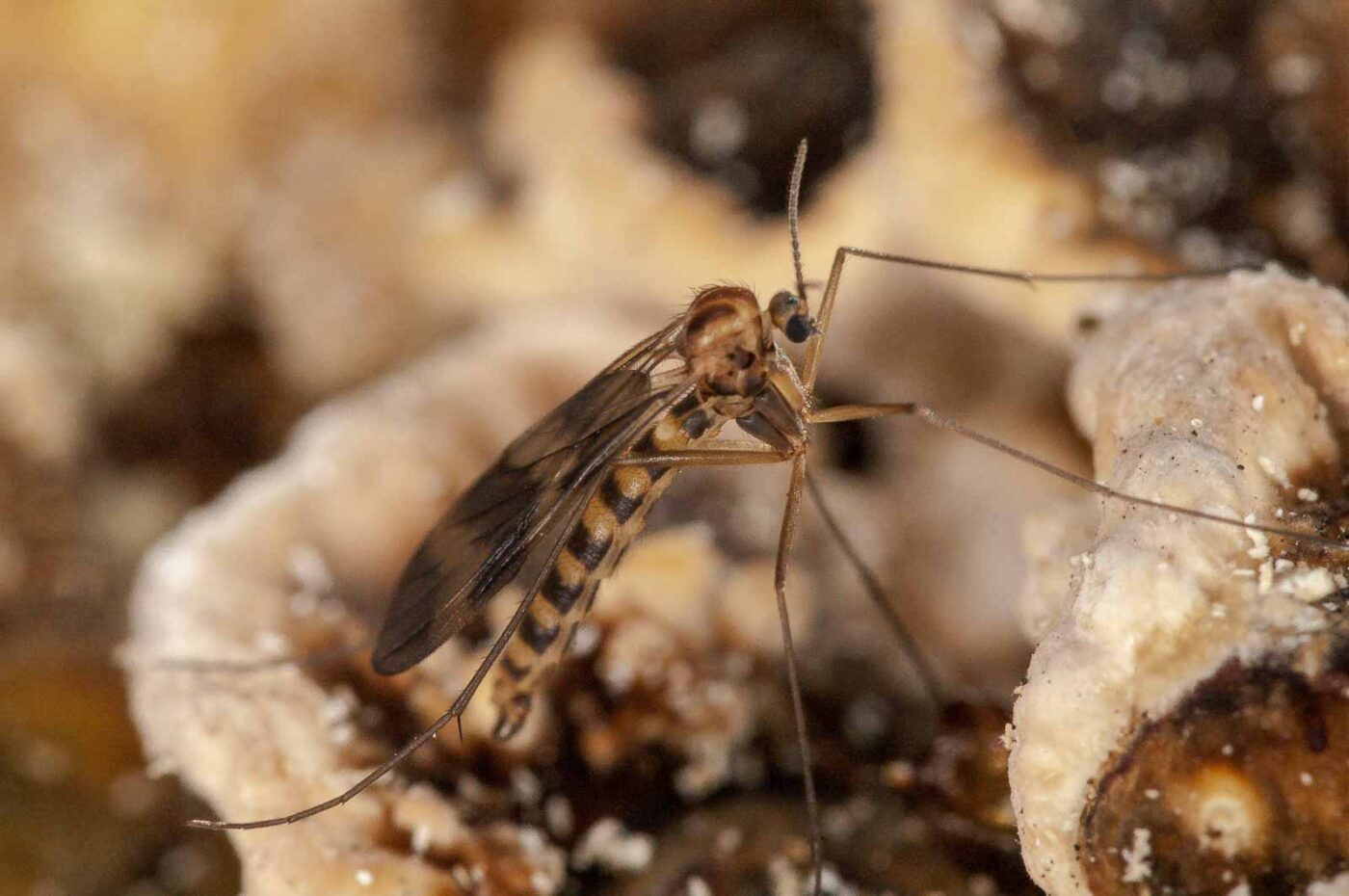 2018-10-11 - NSG Brandheide Recklinghausen