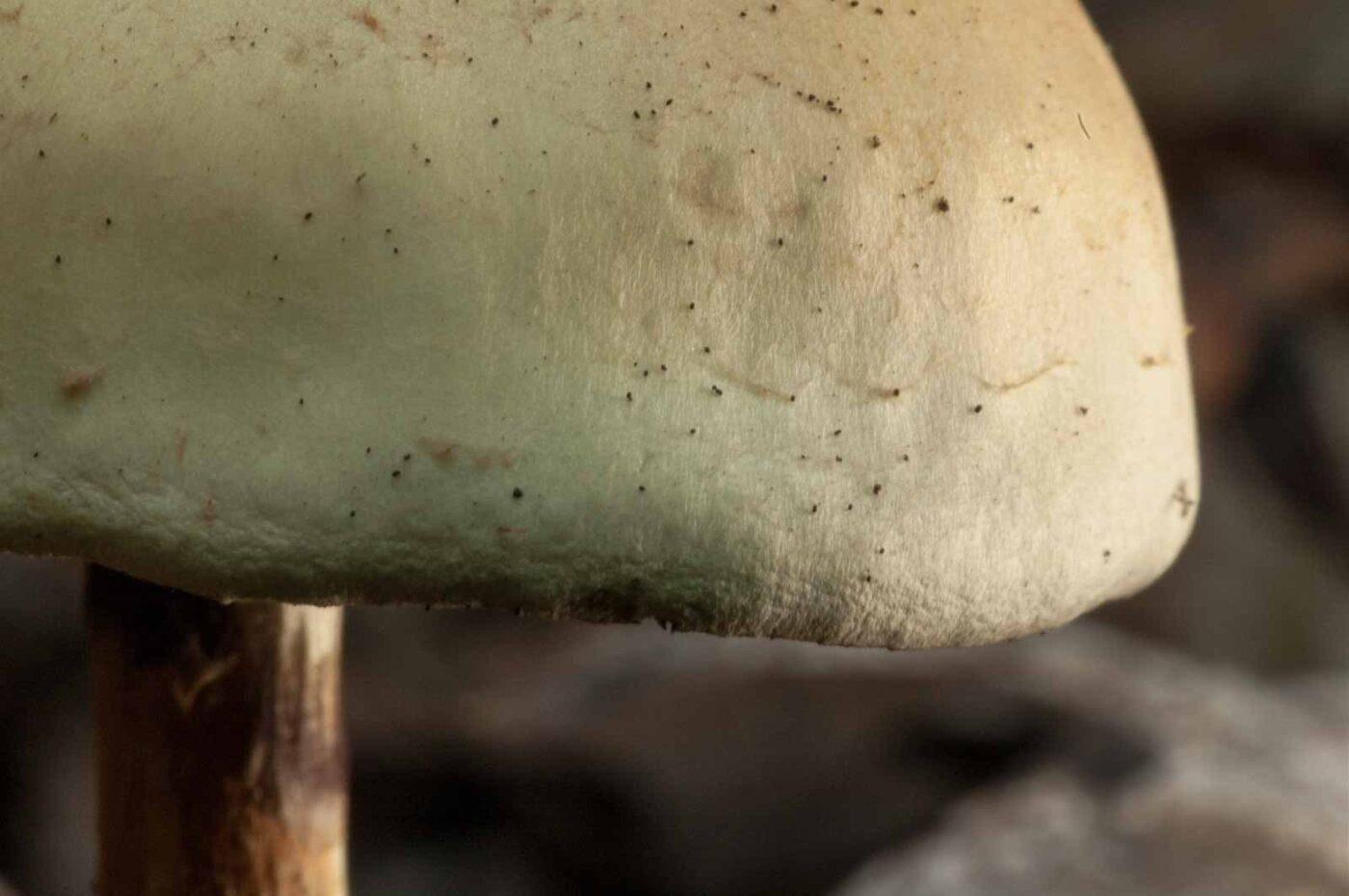 2018-10-11 - NSG Brandheide Recklinghausen