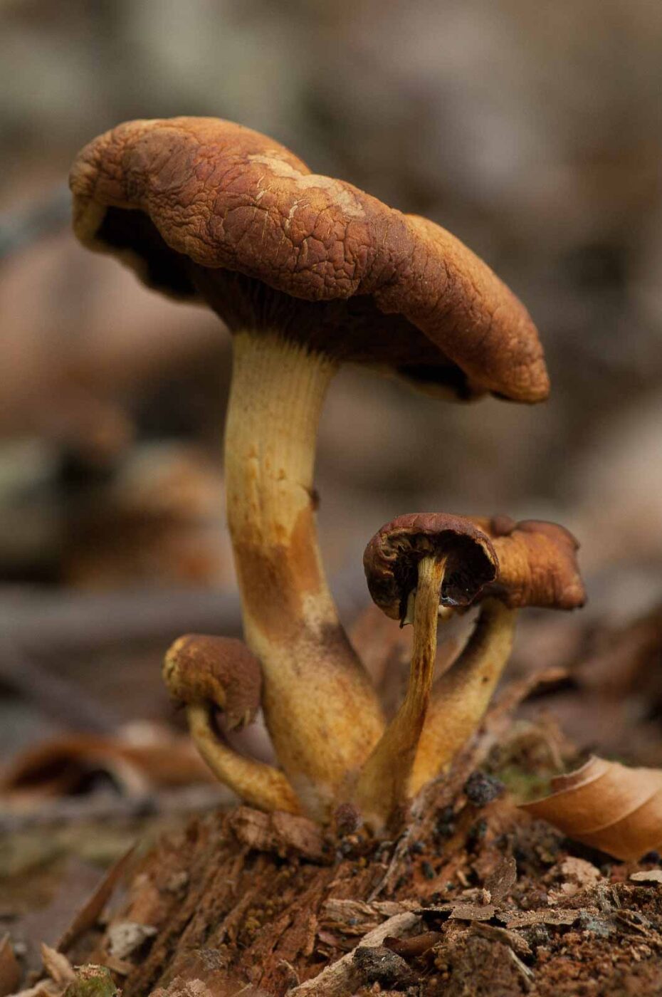 2018-10-11 - NSG Brandheide Recklinghausen