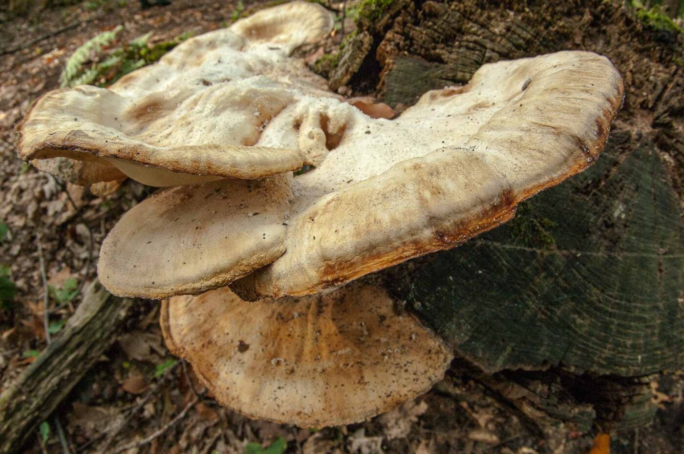 2018-10-11 - NSG Brandheide Recklinghausen