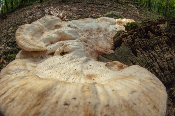 2018-10-11 - NSG Brandheide Recklinghausen