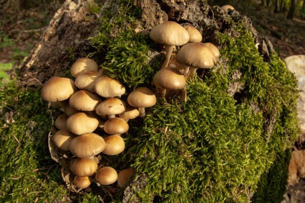 2018-10-11 - NSG Brandheide Recklinghausen