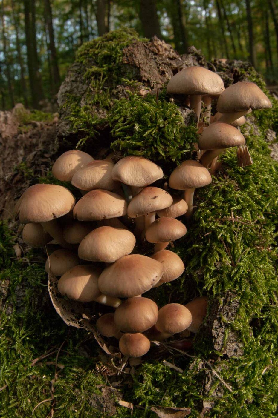 2018-10-11 - NSG Brandheide Recklinghausen