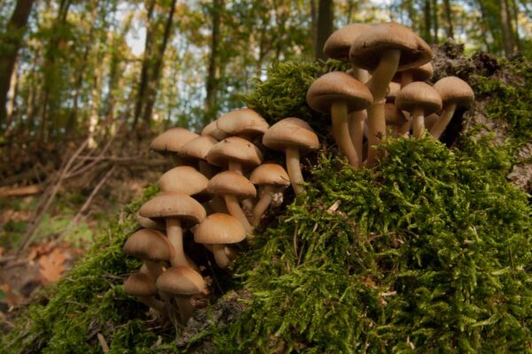 2018-10-11 - NSG Brandheide Recklinghausen