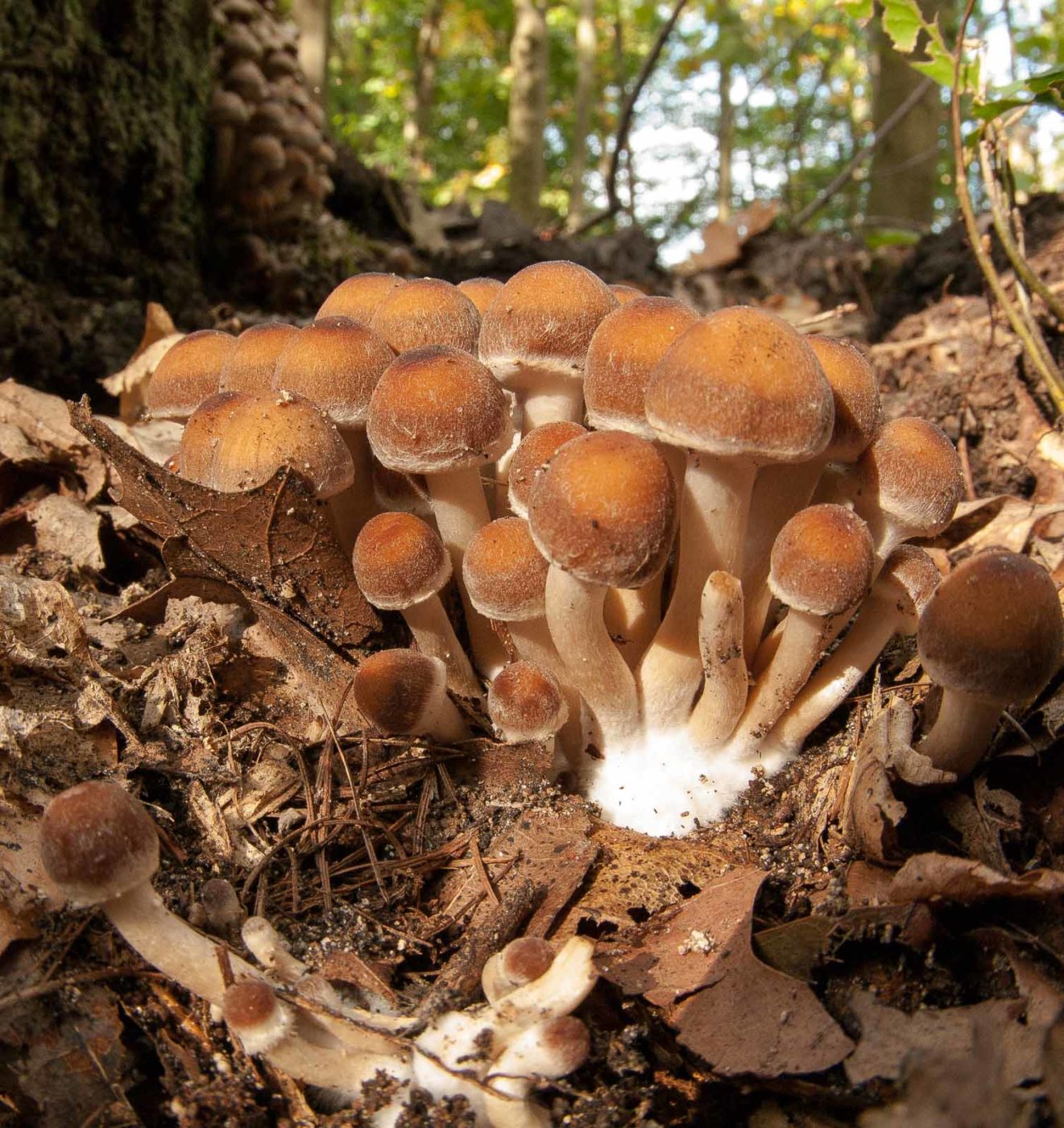 2018-10-11 - NSG Brandheide Recklinghausen