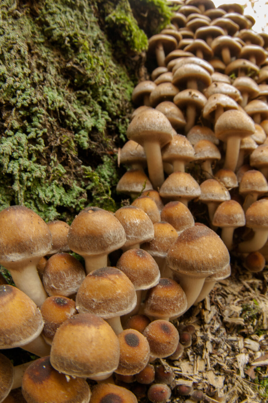 2018-10-11 - NSG Brandheide Recklinghausen