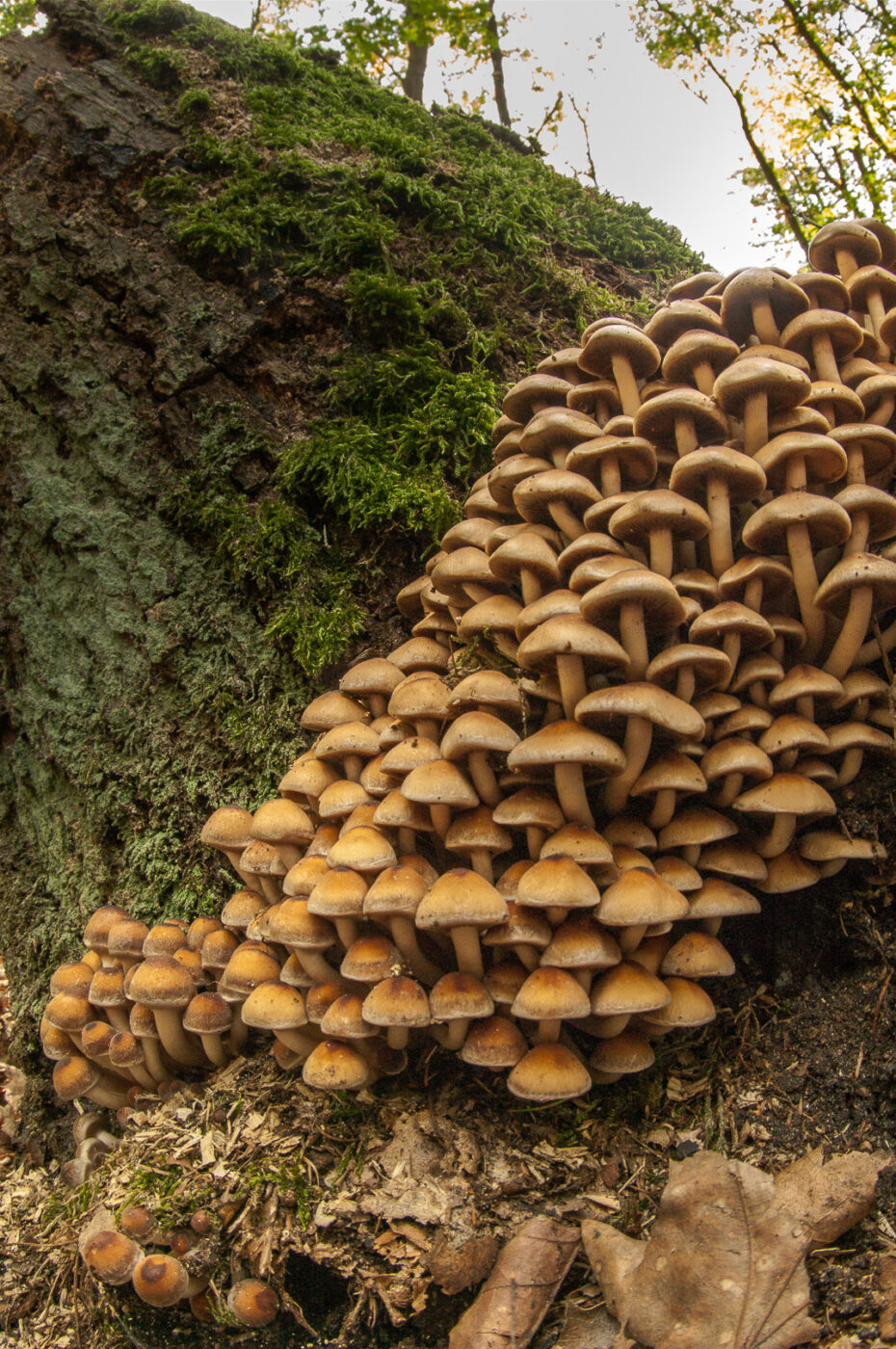 2018-10-11 - NSG Brandheide Recklinghausen