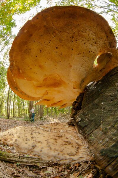 2018-10-11 - NSG Brandheide Recklinghausen