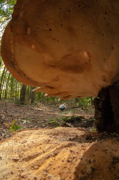 2018-10-11 - NSG Brandheide Recklinghausen