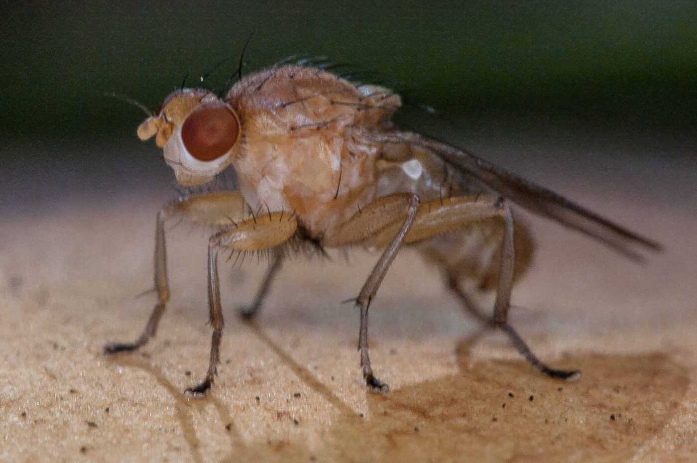 2018-10-11 - NSG Brandheide Recklinghausen