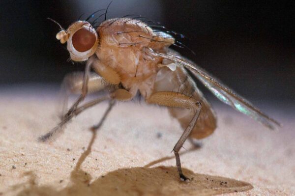 2018-10-11 - NSG Brandheide Recklinghausen