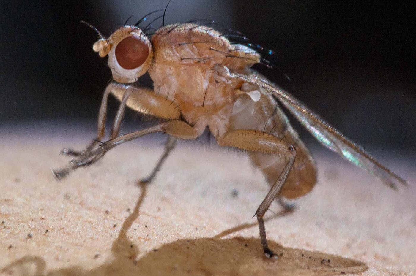 2018-10-11 - NSG Brandheide Recklinghausen