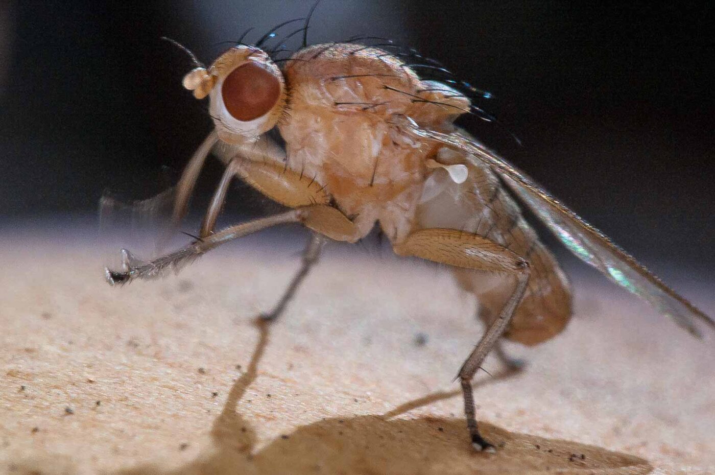 2018-10-11 - NSG Brandheide Recklinghausen