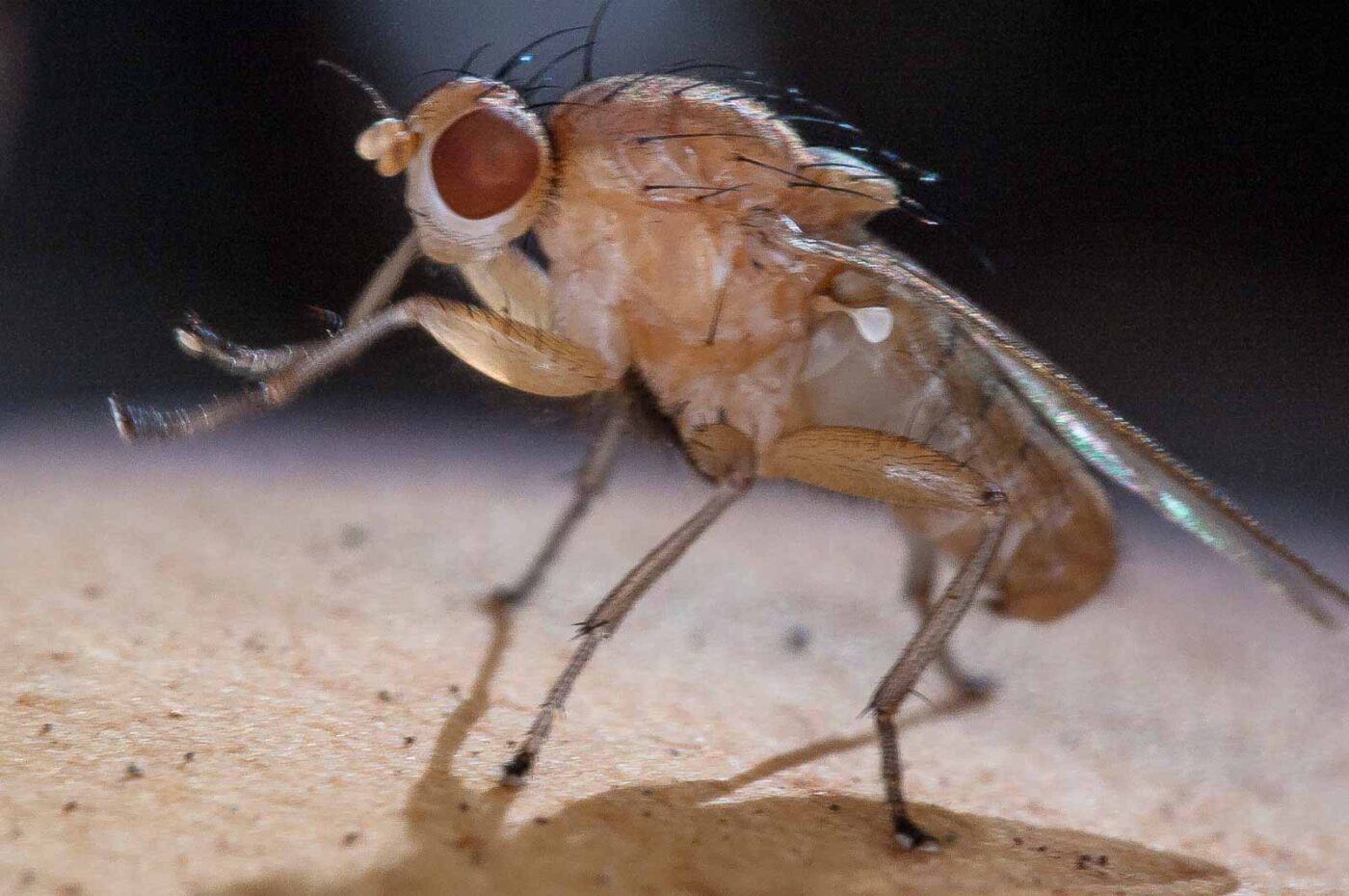 2018-10-11 - NSG Brandheide Recklinghausen