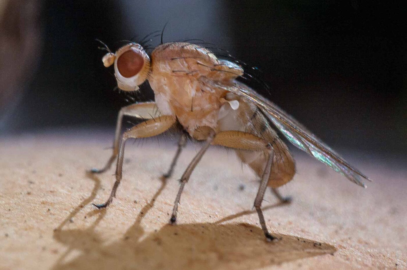 2018-10-11 - NSG Brandheide Recklinghausen