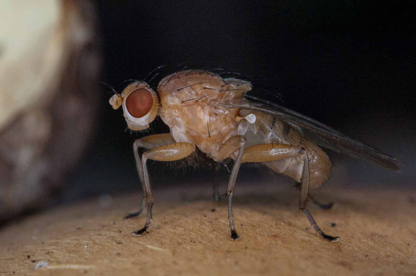 2018-10-11 - NSG Brandheide Recklinghausen