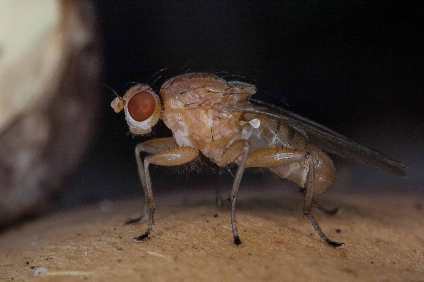 2018-10-11 - NSG Brandheide Recklinghausen