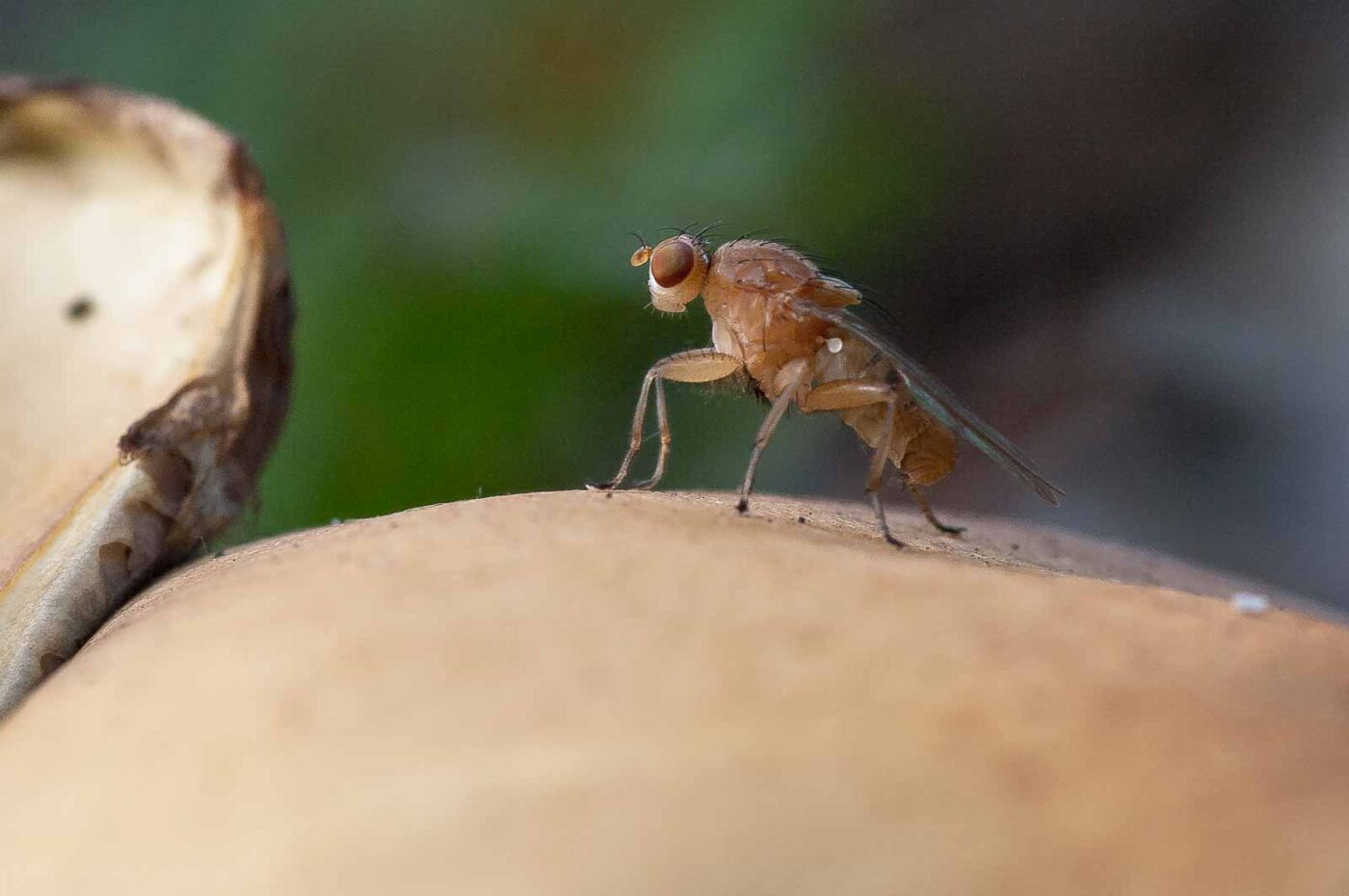 2018-10-11 - NSG Brandheide Recklinghausen