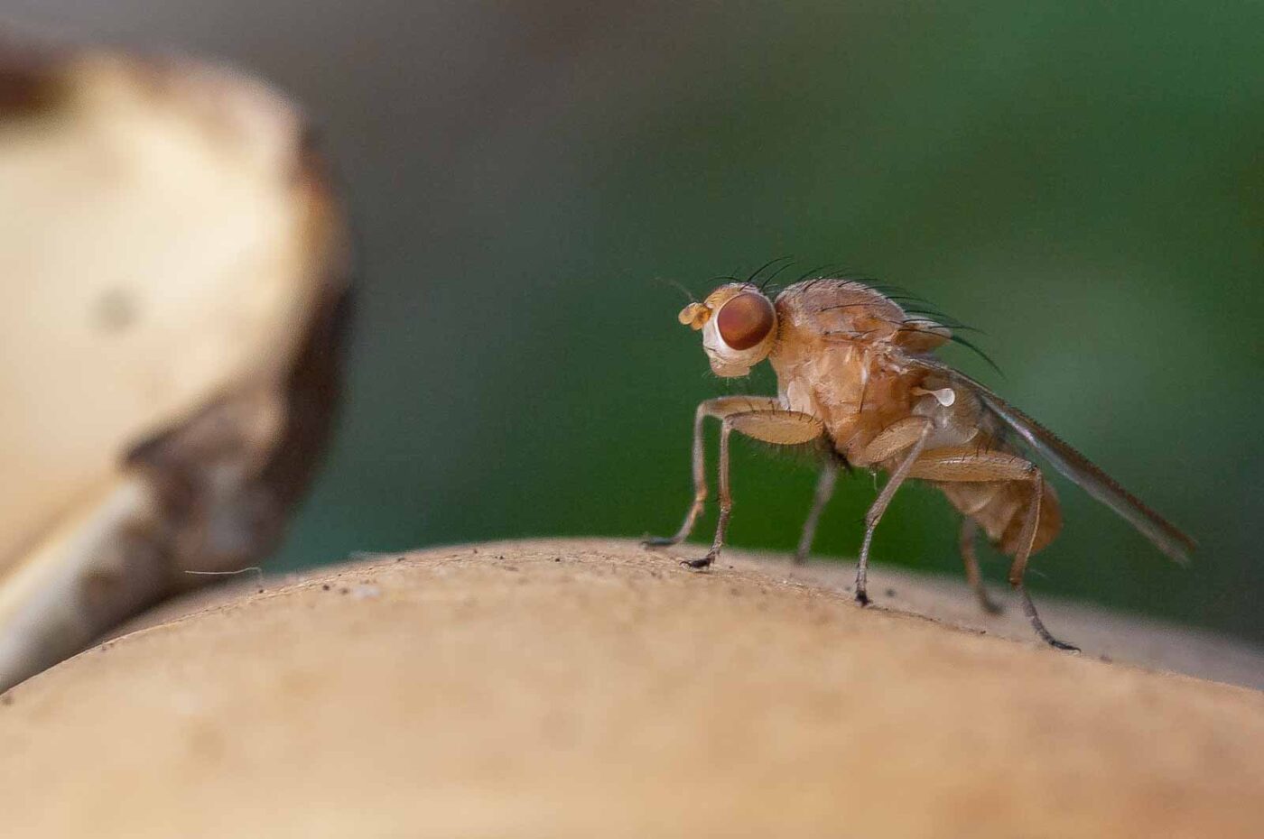 2018-10-11 - NSG Brandheide Recklinghausen