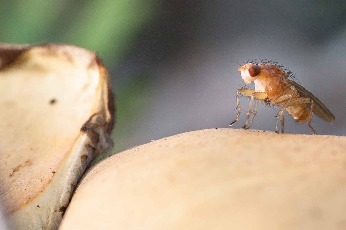 2018-10-11 - NSG Brandheide Recklinghausen