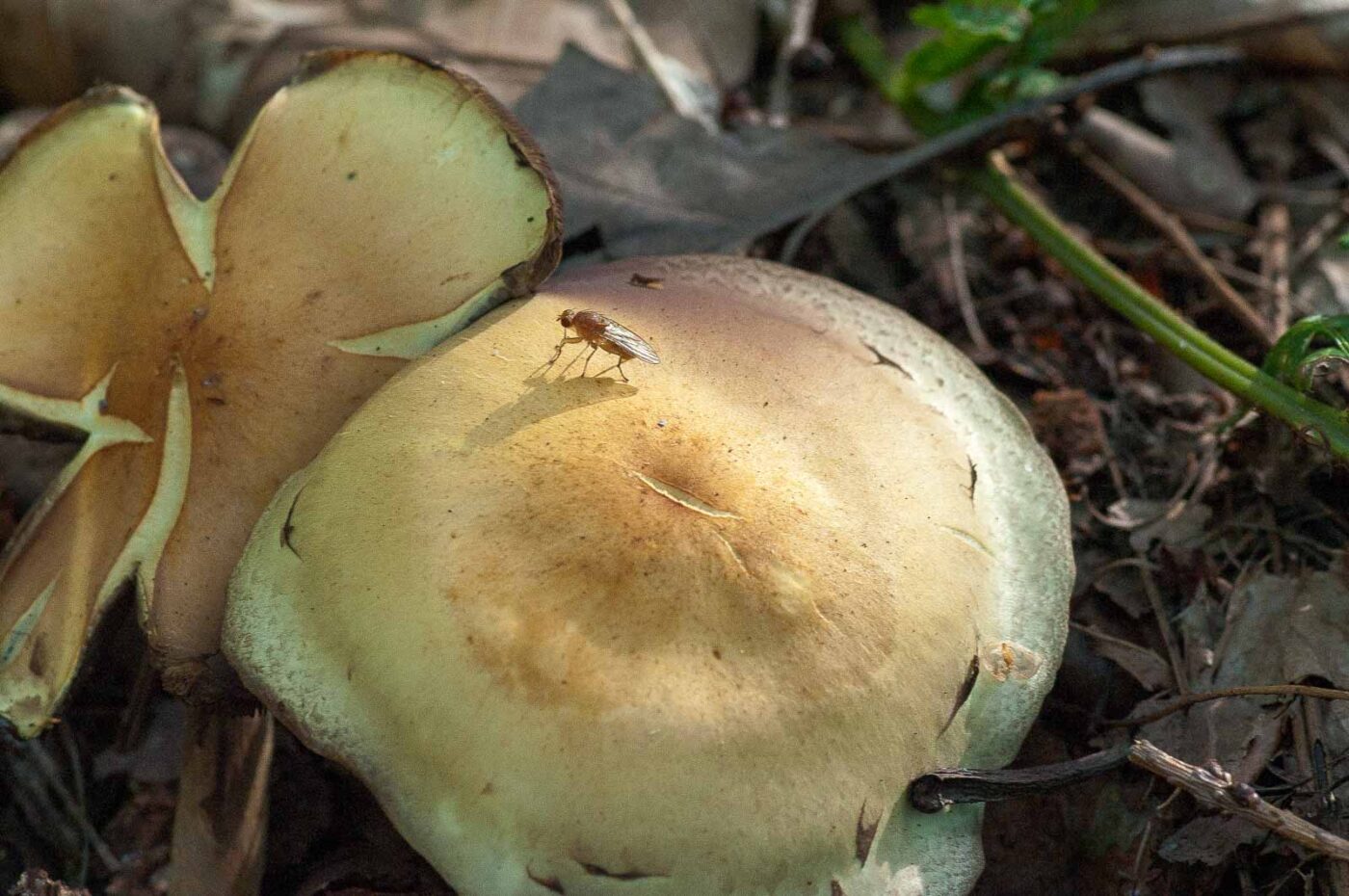 2018-10-11 - NSG Brandheide Recklinghausen