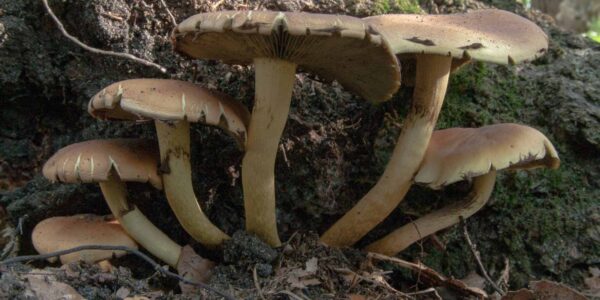 2018-10-11 - NSG Brandheide Recklinghausen