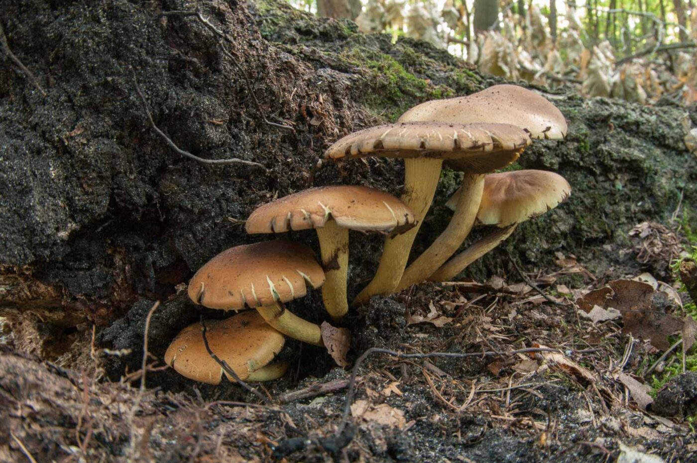 2018-10-11 - NSG Brandheide Recklinghausen