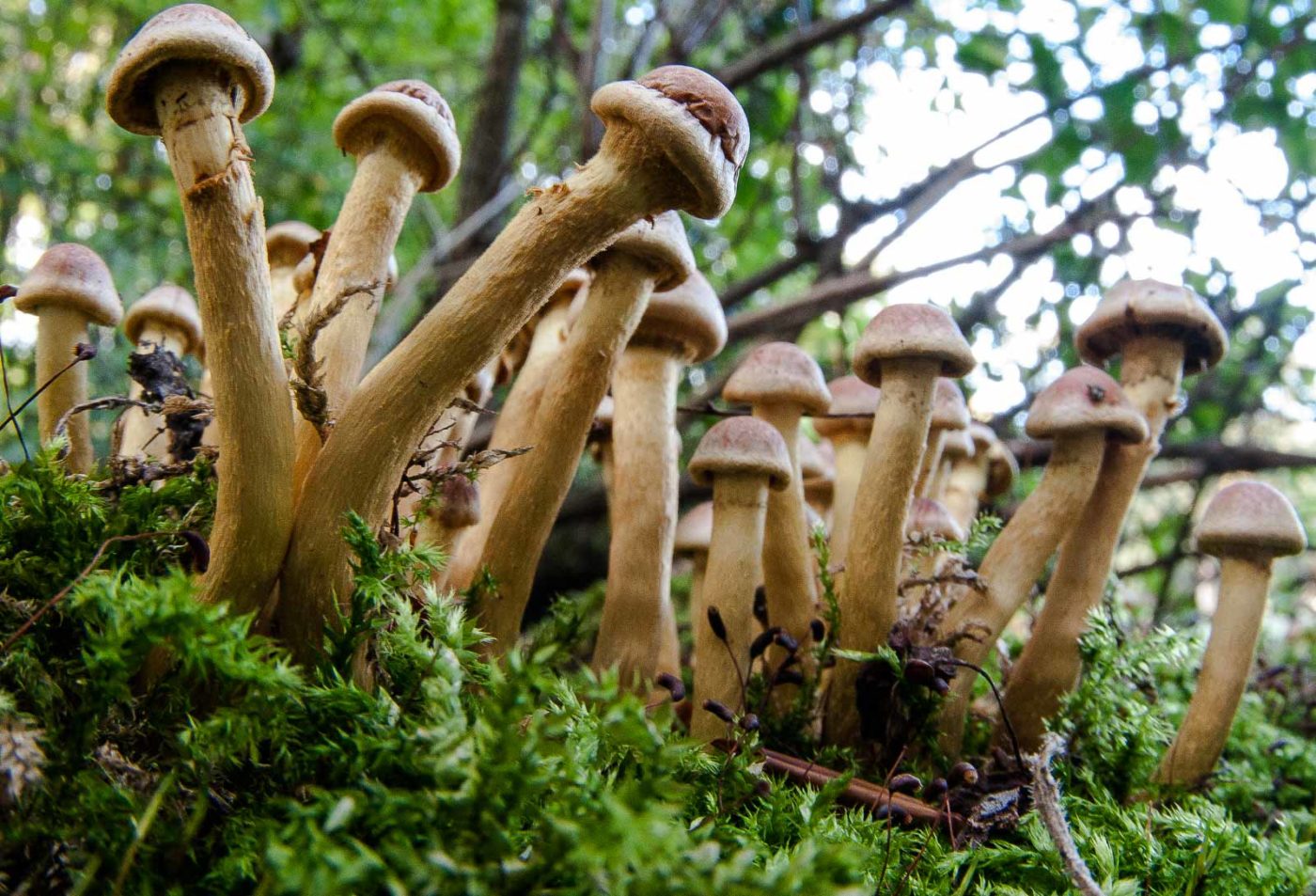 2018-10-11 - NSG Brandheide Recklinghausen