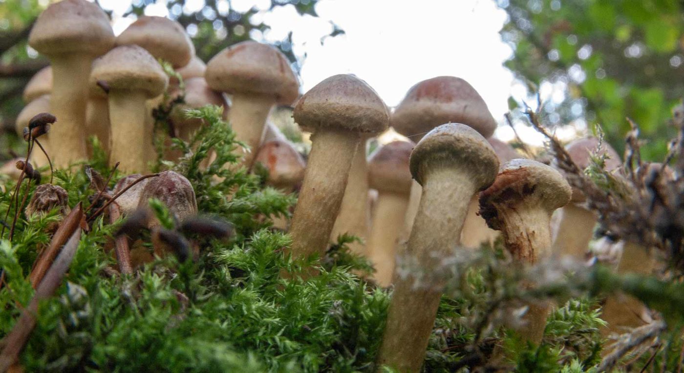 2018-10-11 - NSG Brandheide Recklinghausen