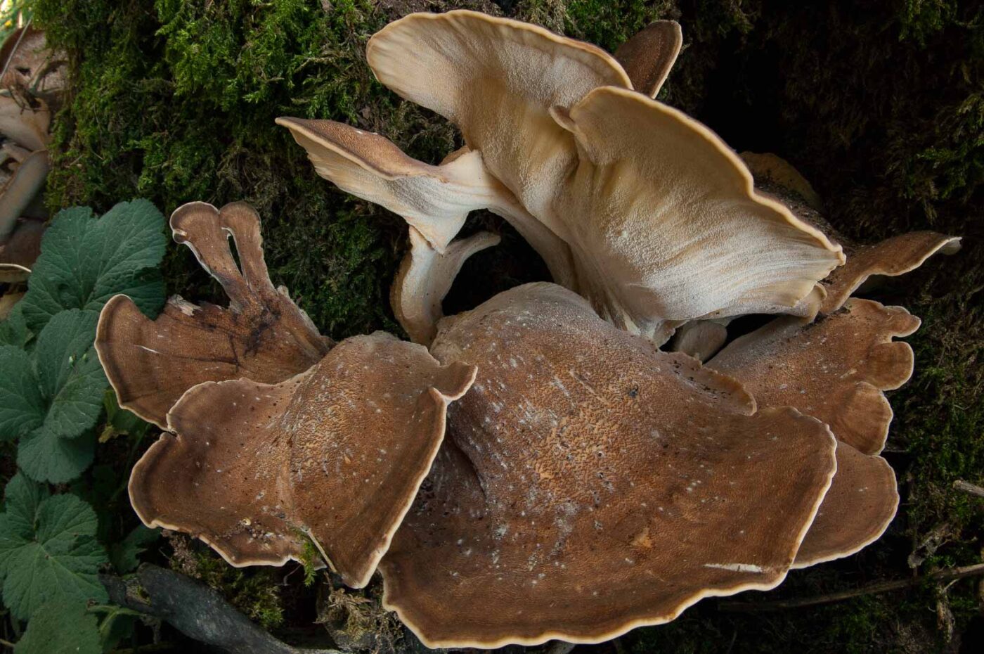 2018-10-11 - NSG Brandheide Recklinghausen