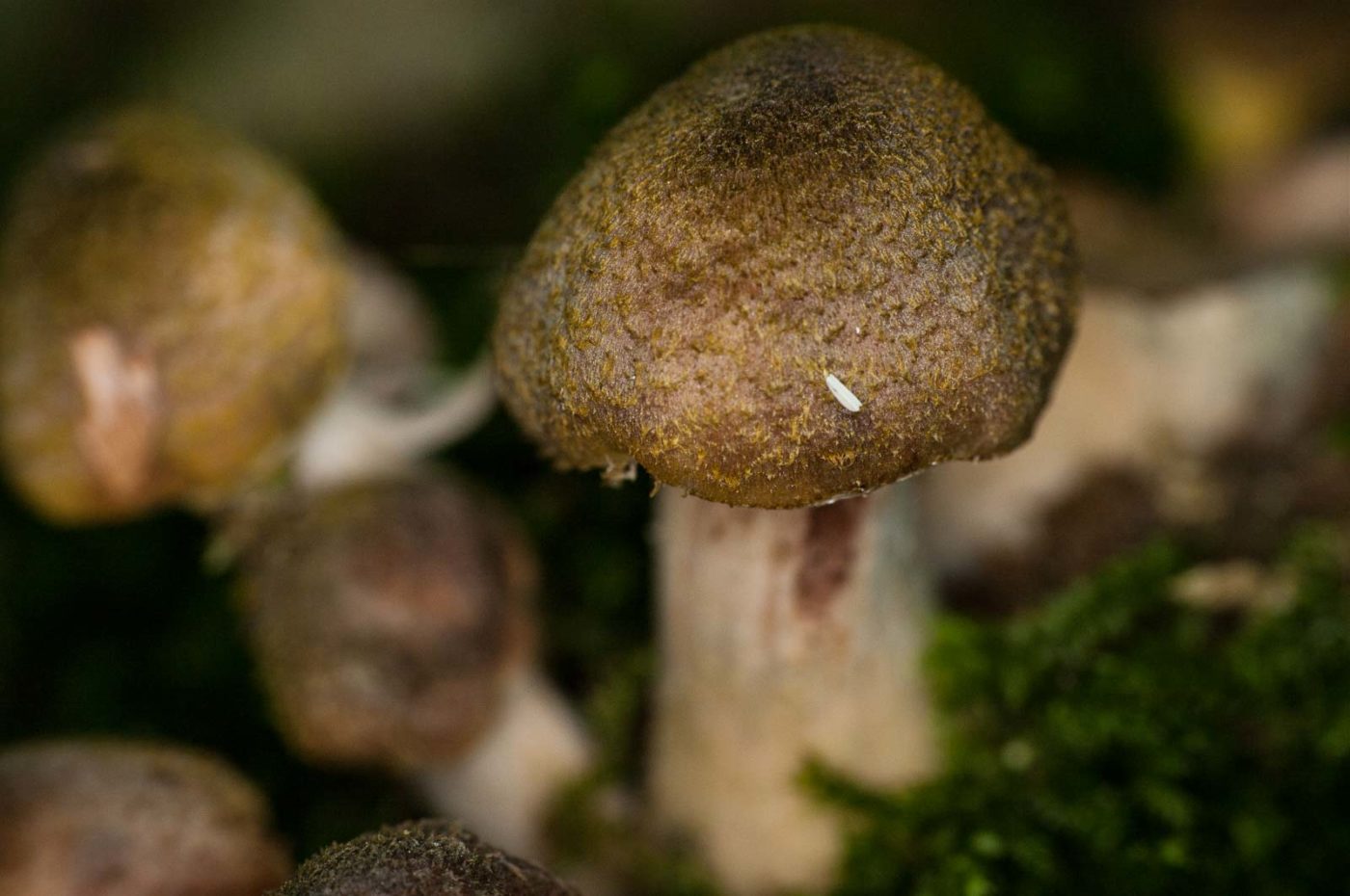 2018-10-13 - NSG Oberes Oelbachtal Bochum