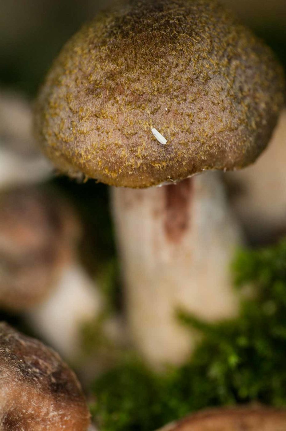 2018-10-13 - NSG Oberes Oelbachtal Bochum