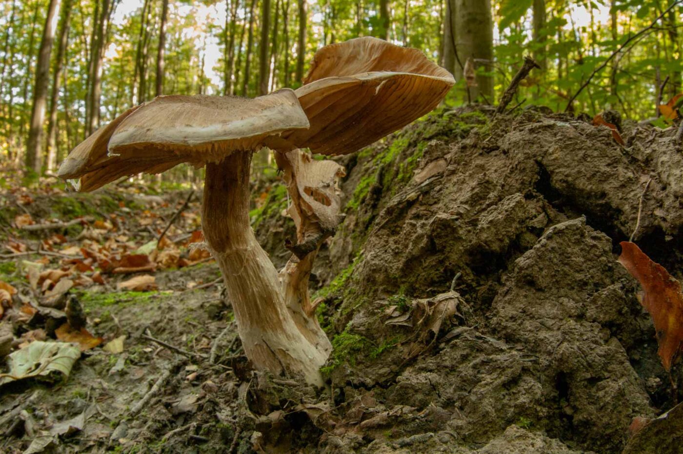 2018-10-13 - NSG Oberes Oelbachtal Bochum