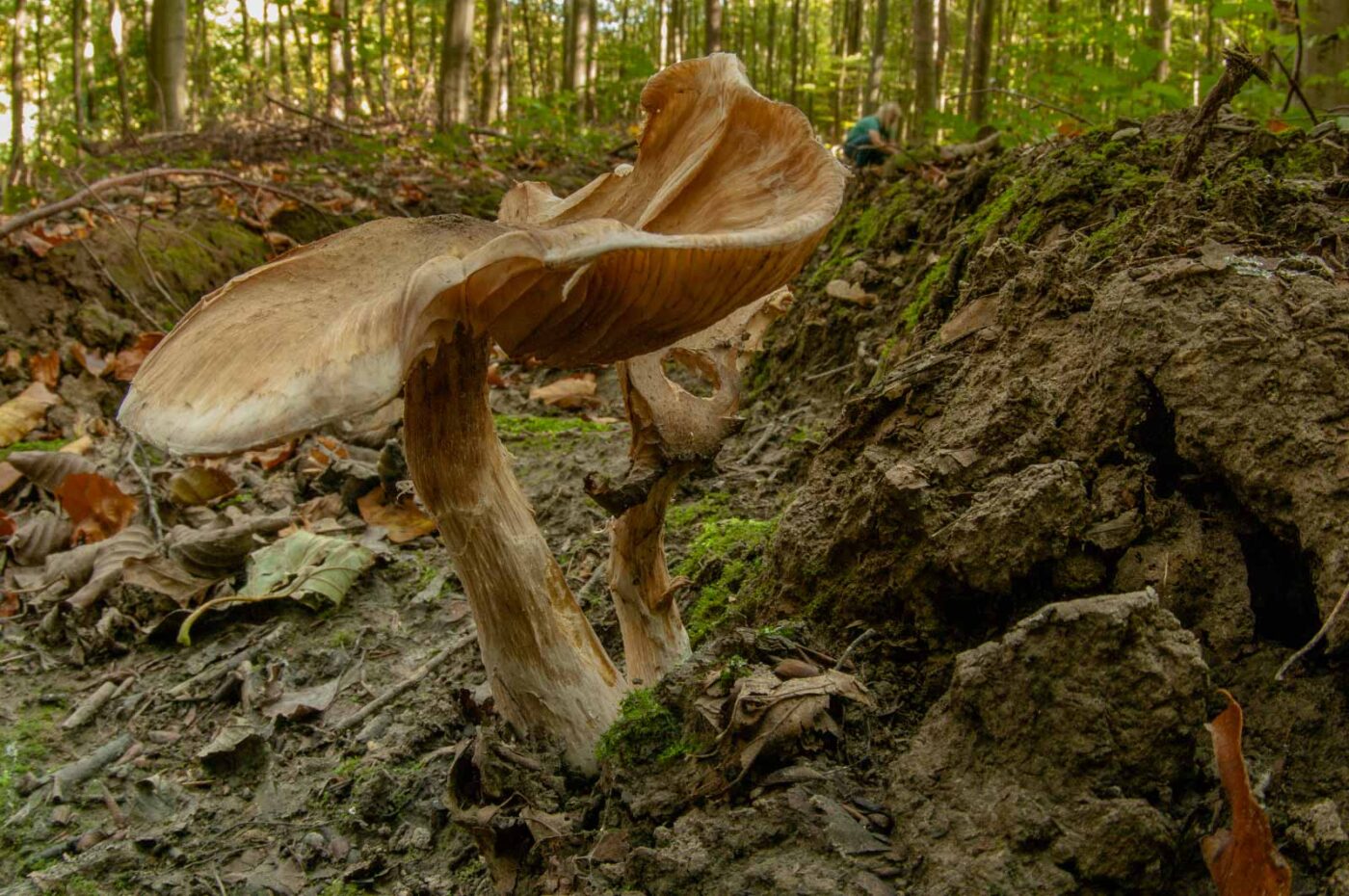 2018-10-13 - NSG Oberes Oelbachtal Bochum