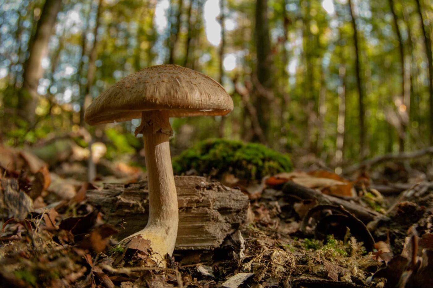 2018-10-13 - NSG Oberes Oelbachtal Bochum