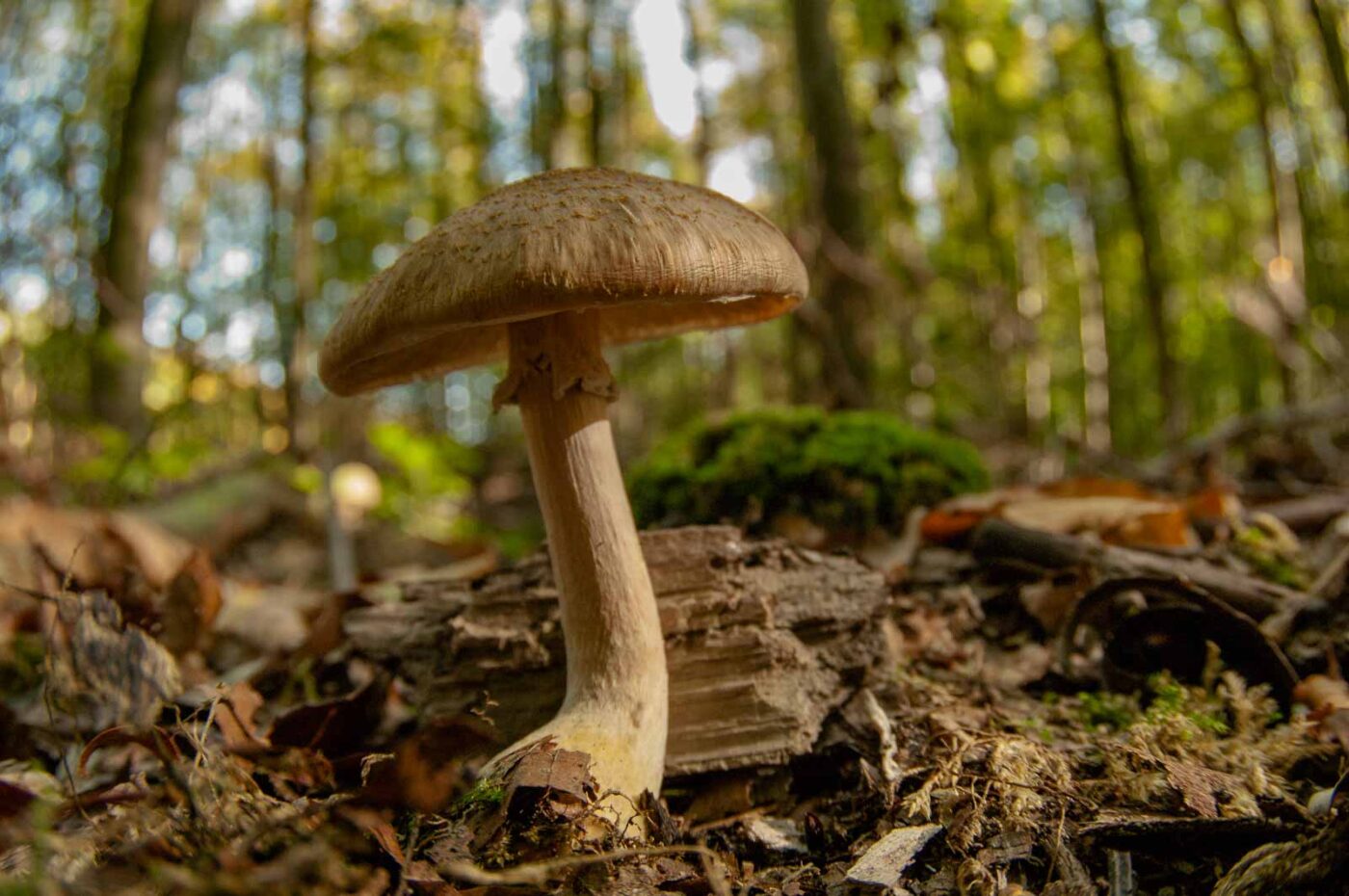 2018-10-13 - NSG Oberes Oelbachtal Bochum