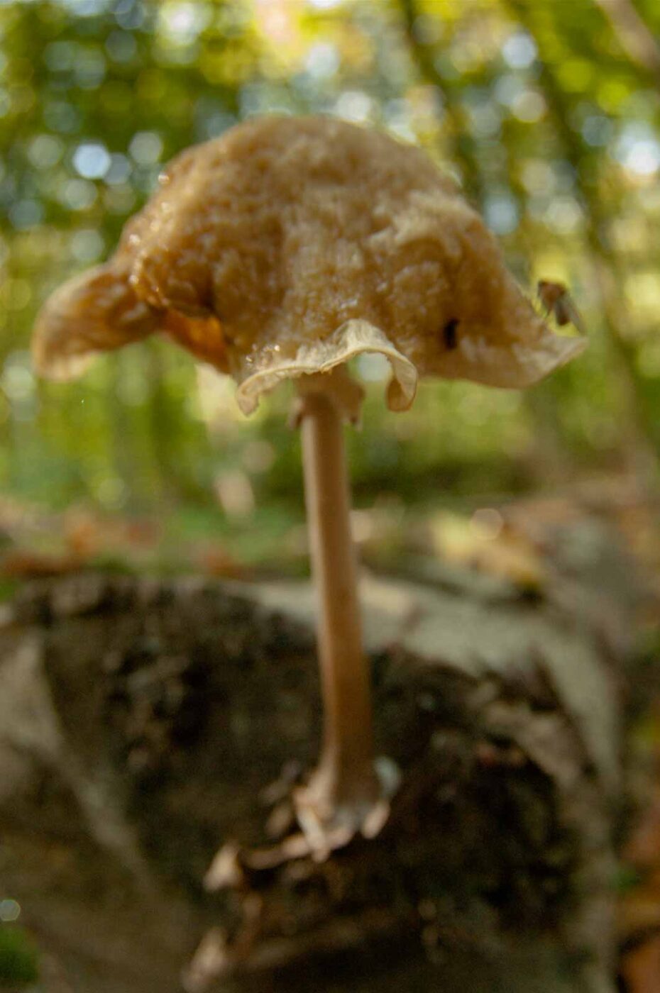 2018-10-13 - NSG Oberes Oelbachtal Bochum